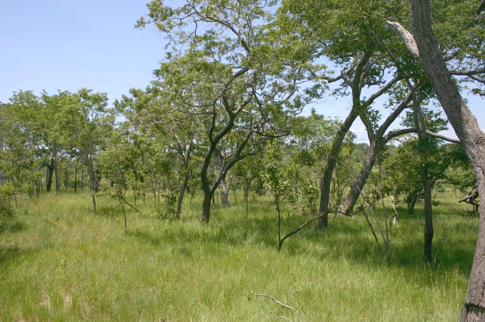 View to the East of the Confluence