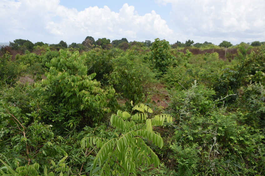 View toward east