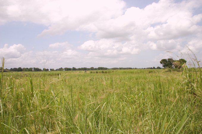 View over the floodplains of Rufiji River