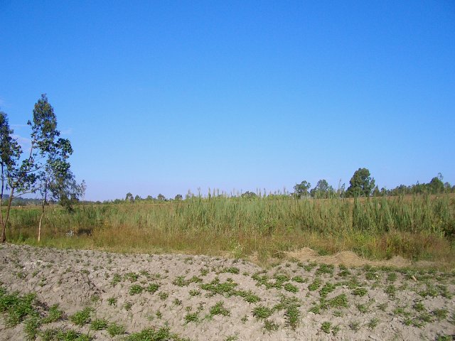 Looking East from the CP