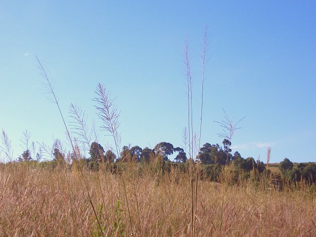 Looking North from the CP