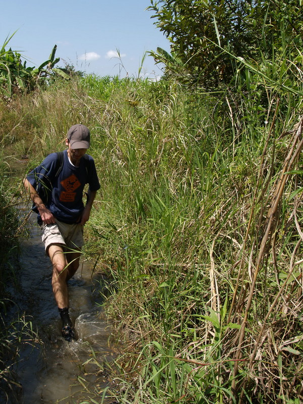 Entering rice field