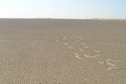 #3: View to the west from the confluence point along with our footprints.