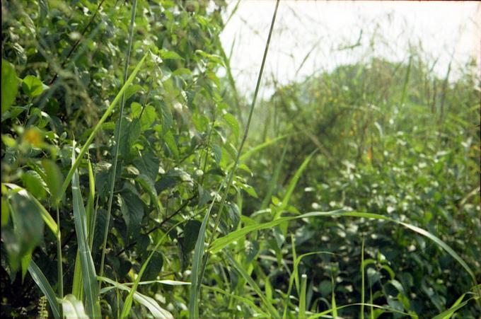More bush: another view from the confluence spot