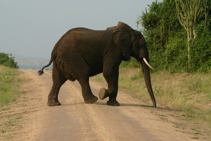 Elephant in QENP, about 15 km from the Confluence