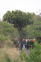 #9: Large euphorbia tree next to the ranger station, about 30 m from the point