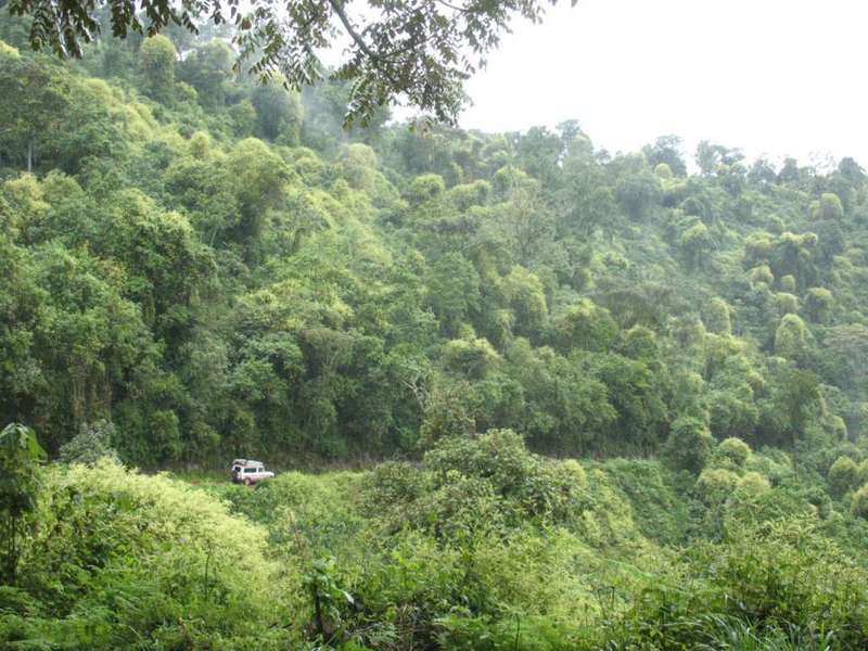 Bwindi Impenetrable National Park