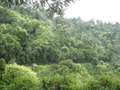 #8: Bwindi Impenetrable National Park