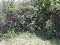 #2: View of the Confluence (at the base of the coffee bush) facing the opposite direction of the main view.