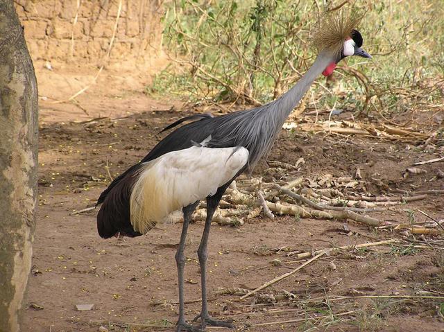 Crested Grey Crane, the national bird of Uganda. As surprised as we were.