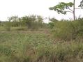 #3: View looking North to a potato field.