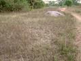 #5: View of the site. The actual site is the trampled grass about 10 meters in front of the rock