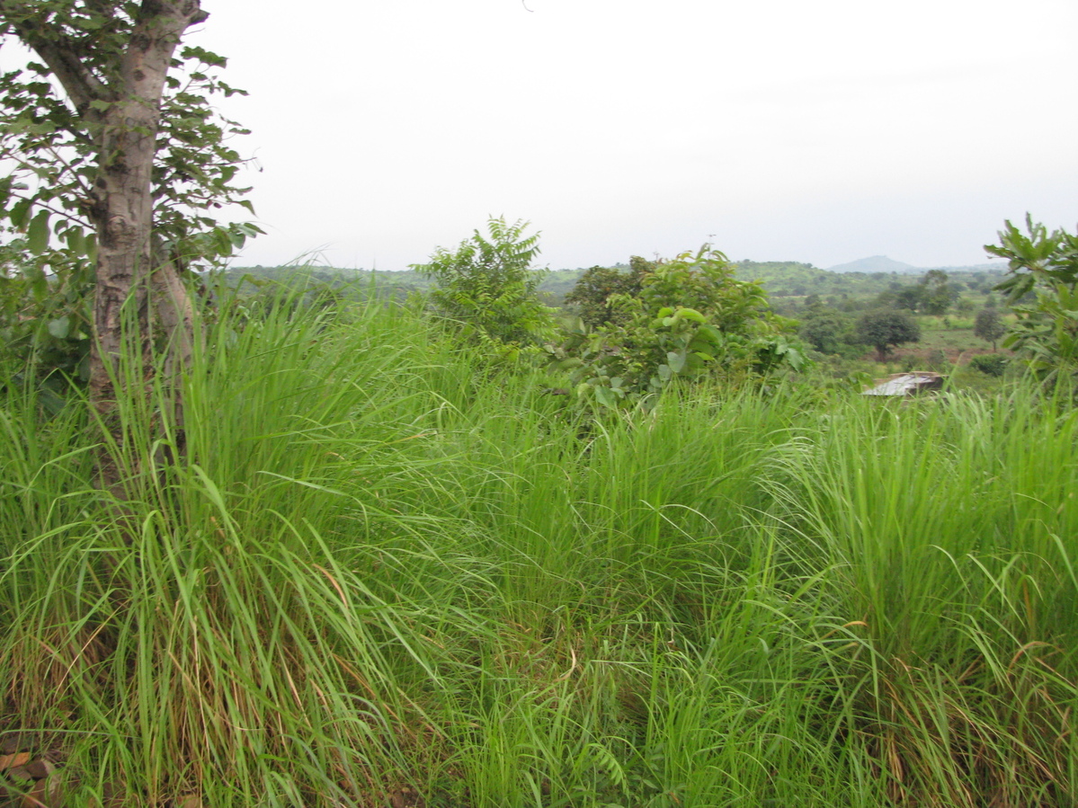 Overview of the site