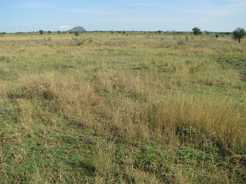 Grazing site in Karamoja