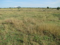 #7: Grazing site in Karamoja