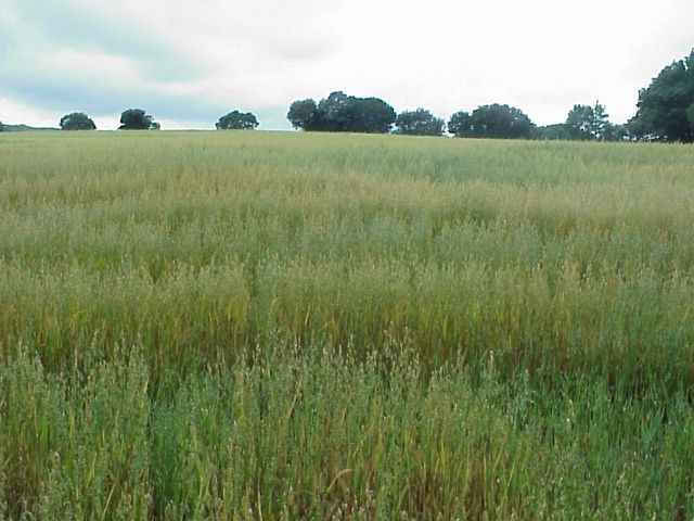 To the west a field of mature oats.