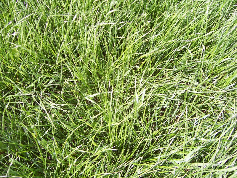 grass at the confluence