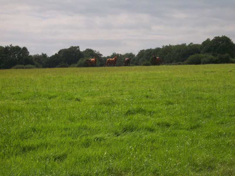 horses in a nearby field