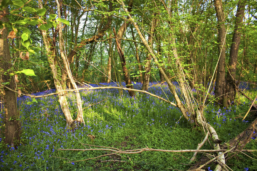 Bluebell wood