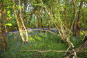 #7: Bluebell wood