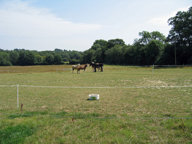 Horses along the way