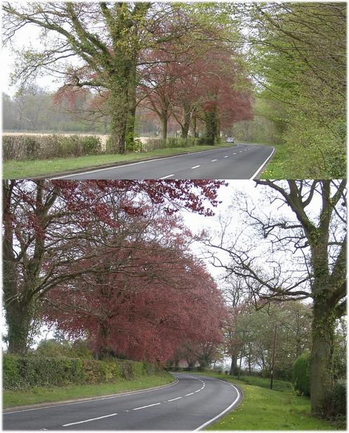 Trees along A275 to SOUTH heading for CP