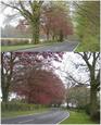 #2: Trees along A275 to SOUTH heading for CP