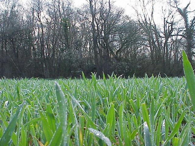 View to the east from the confluence, showing field grasses.