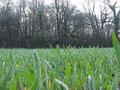 #5: View to the east from the confluence, showing field grasses.