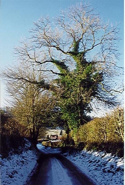 Tree next to confluence