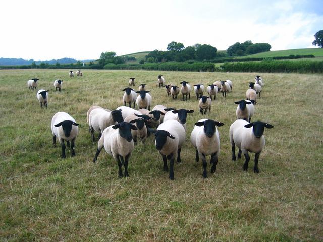 Curious Sheep