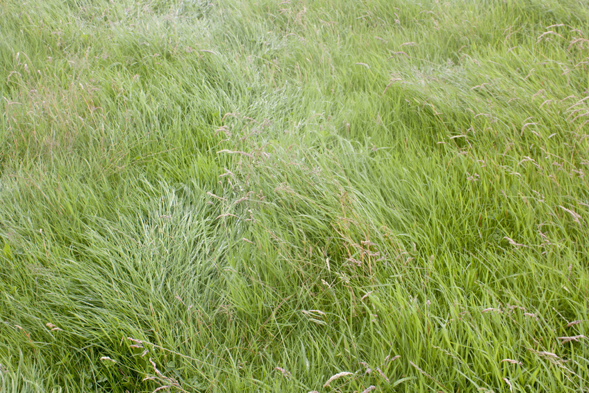 Ground cover
