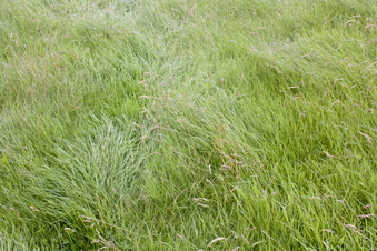 #1: Ground cover