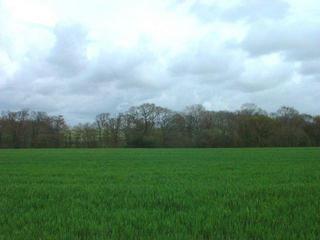 #1: East toward the confluence, 52m away in the new crops