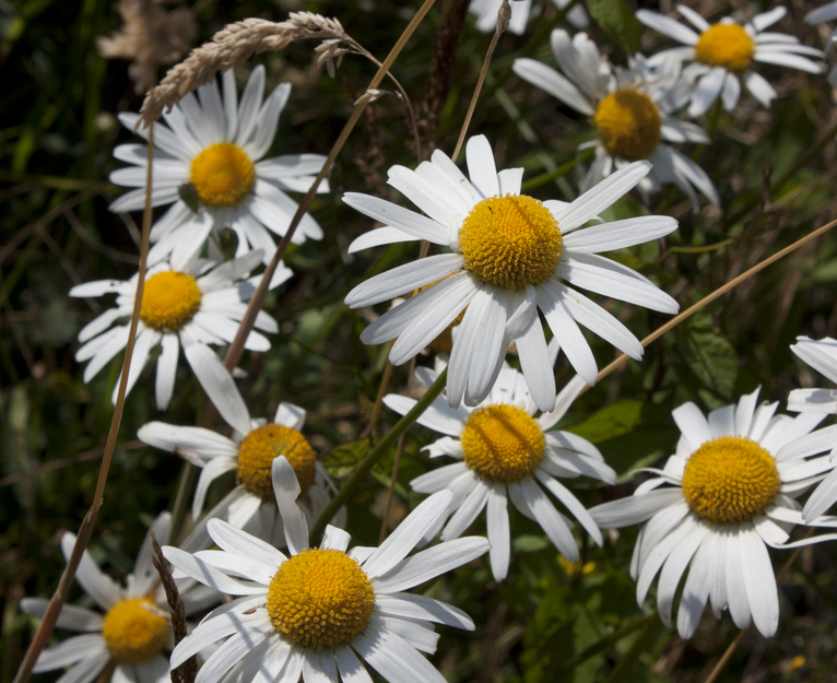 Local flora