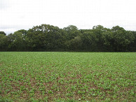 #2: Osten; view east