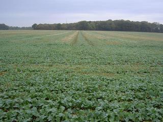 #1: About 30m from the confluence at the edge of the field.