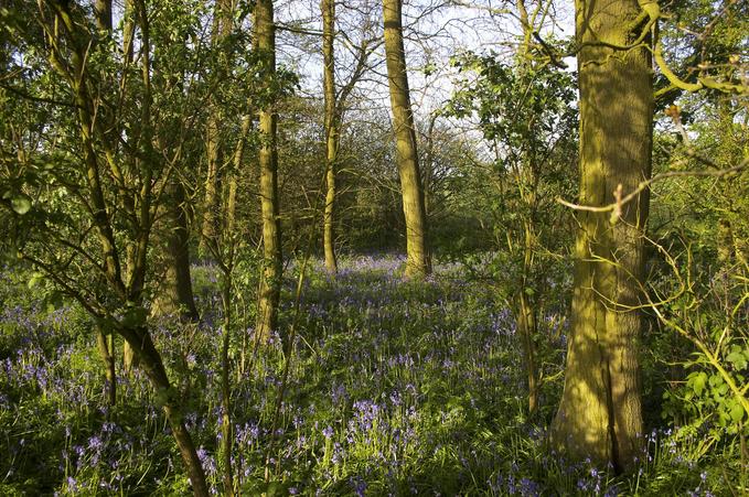 Bluebell Wood