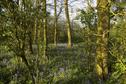 #5: Bluebell Wood