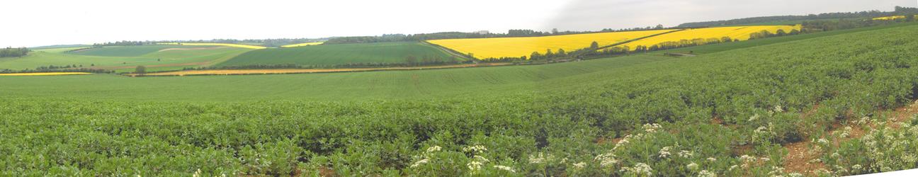 Crop fields around the CP area