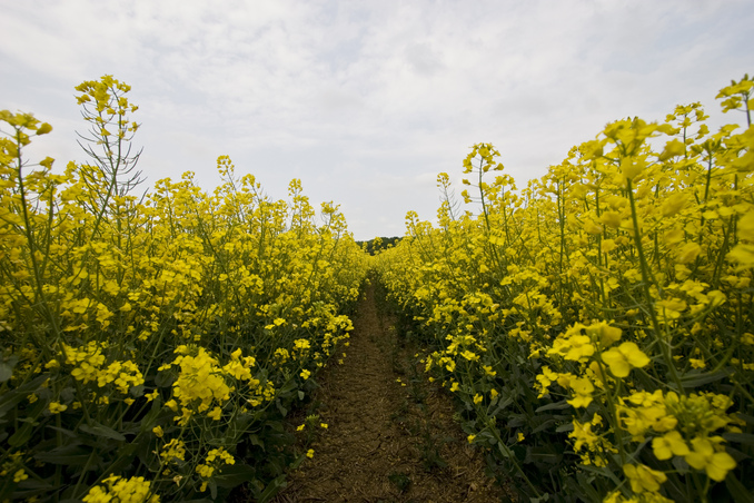 Low level view in crops