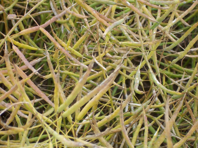 Rapeseed crop at the confluence