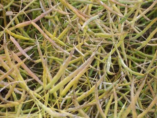 #1: Rapeseed crop at the confluence