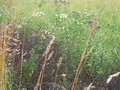 #8: groundcover at the edge of the field