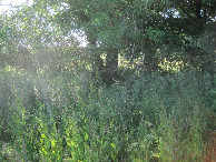 #8: bestway through on way back to meadow