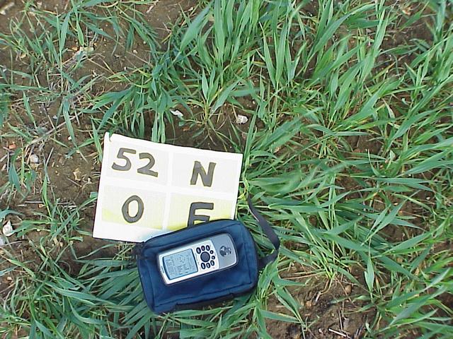 Groundcover at the confluence site--field planted in grass.