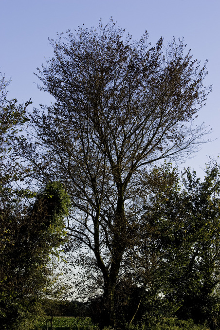 Plenty of leaves.