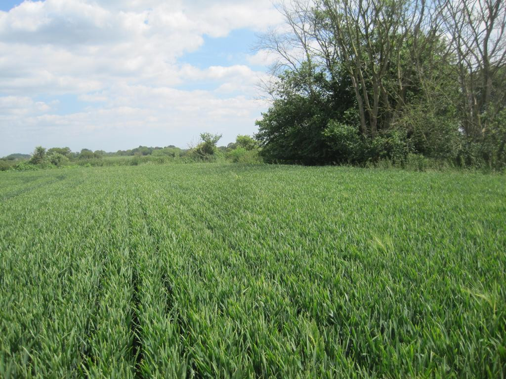 Osten; view east