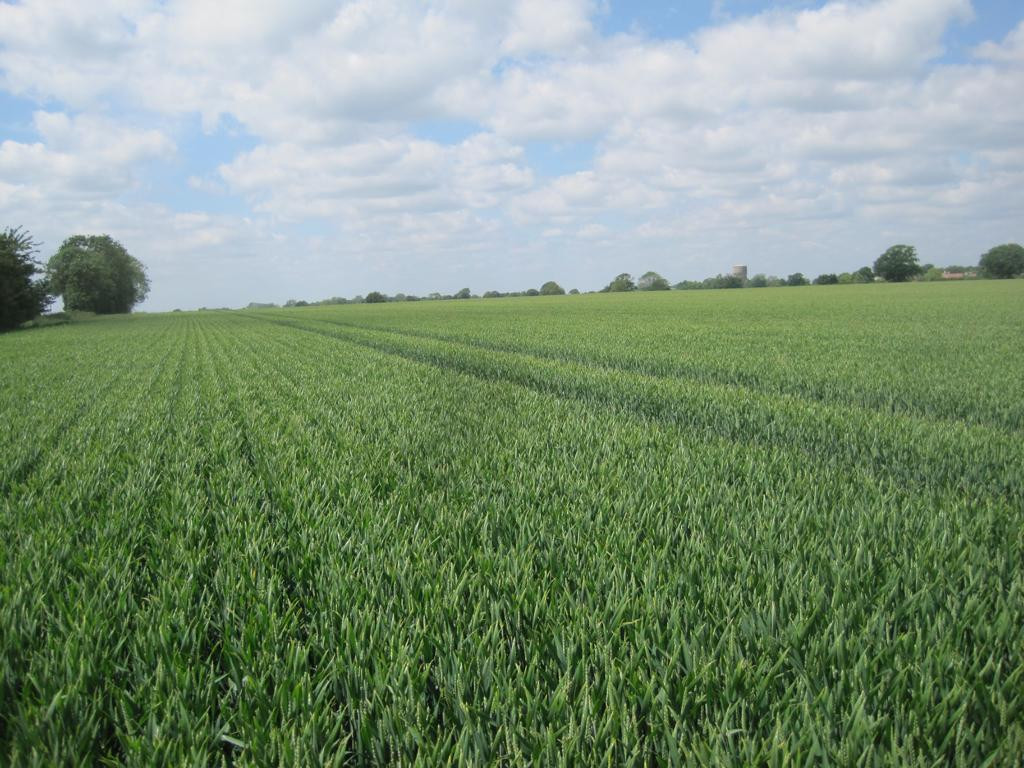 Westen; view west