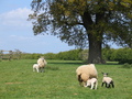 #10: In Stowe Gardens